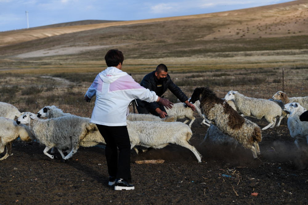 9月20日,东乌兰哈达嘎查牧民姚会(右)在羊圈中抓羊准备售卖.