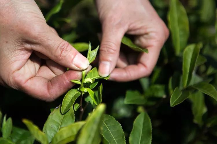 国家级非遗:绿茶制作技艺(黄山毛峰)