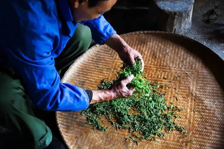 国家级非遗:绿茶制作技艺(黄山毛峰)