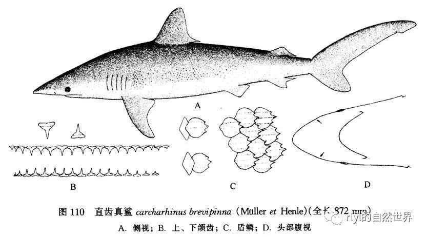 rlyl物种说今日直齿真鲨spinnershark