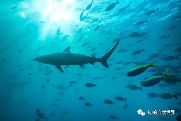 rlyl物种说今日直齿真鲨spinnershark