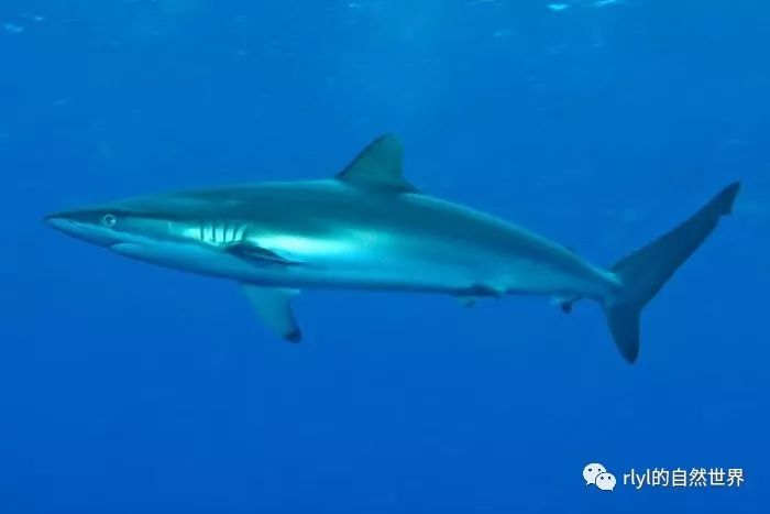 rlyl物种说今日直齿真鲨spinnershark