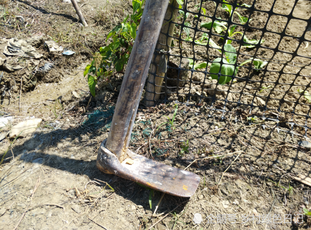 锄头锄头也是农村人经常用的农用工具,农村锄地,开小沟,松土等用.