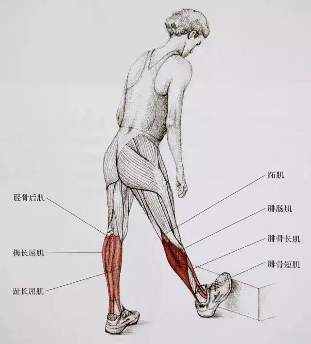 小腿的肌肉呢其实挺多,但对于想要瘦腿的人而言,最重要的是大腿后侧的