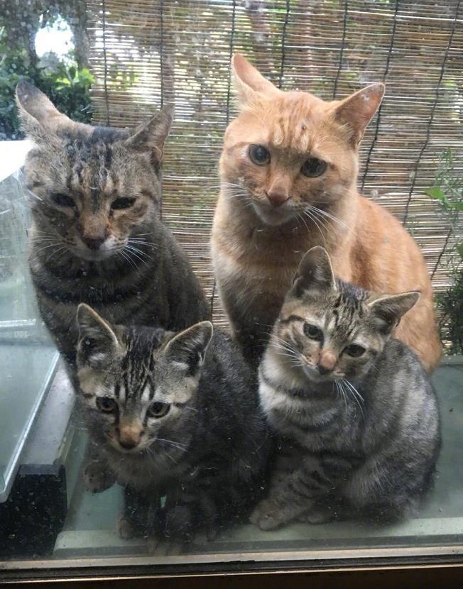 好心喂了一只流浪橘猫,结果第二天,它带着一家子找来了