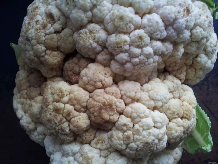 菜花表层有溃烂发黑是怎么回事应该怎么解决