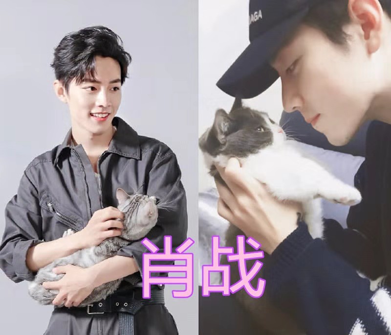 同样是抱猫,王一博像个新手爸爸,看到肖战:放下那只猫