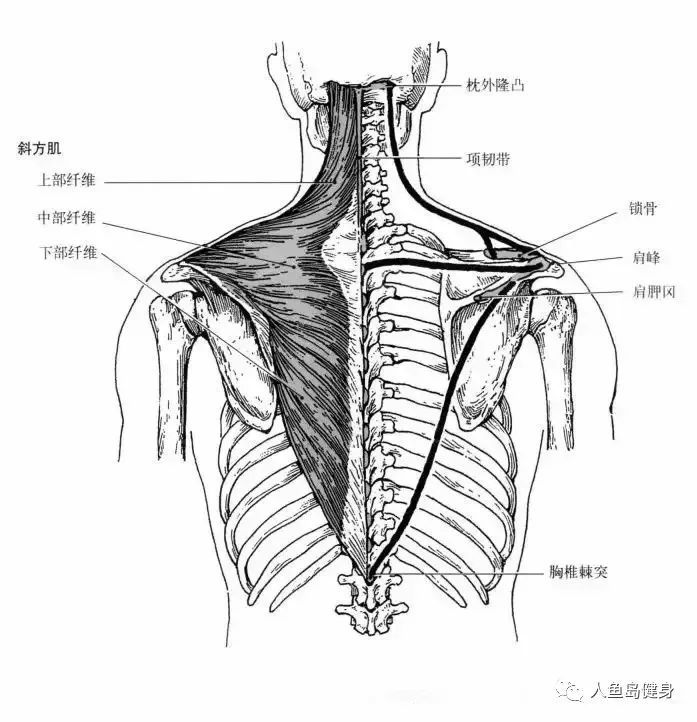 斜方起点位于上项线内1/3,枕外隆凸和项韧带,止点位于锁骨外侧端1/3