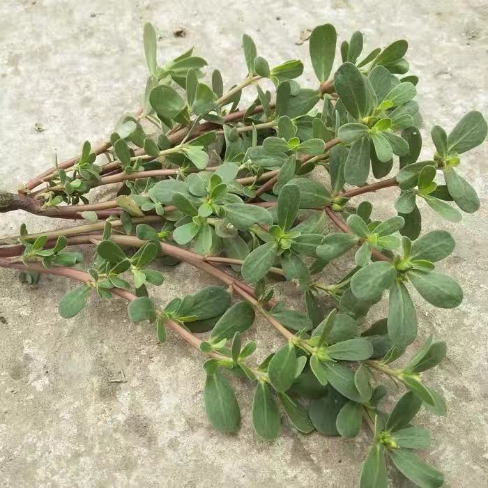 秋分吃秋菜 让餐桌上添点新鲜的野苋菜