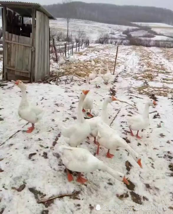 东北人的讲究——吃大鹅一定要等到第一场雪落之后