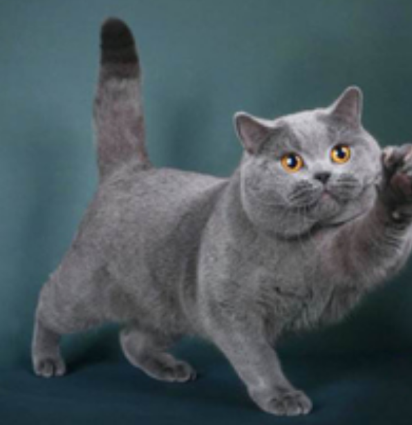 养只英短蓝猫,买猫时应注意什么,之后需要买哪些东西注意什么