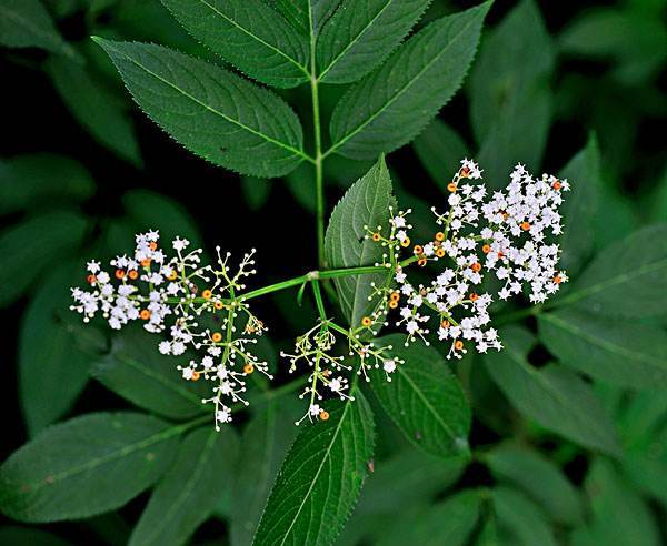 农村一种植物名叫"接骨草,真的能"接骨"么?