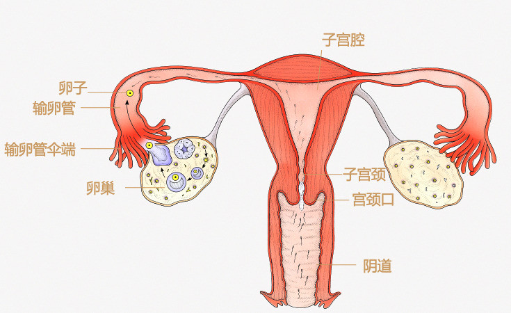 先是由卵巢排出卵子,卵子被输卵管伞端捕获,进入输卵管,在那里静候