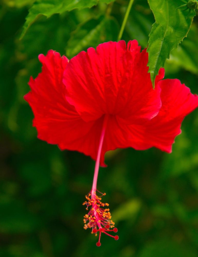 佛桑花开,热情似火