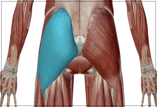 下面是臀大肌的解剖图臀大肌的功能主要是鞠躬完回来那一下,据说人类