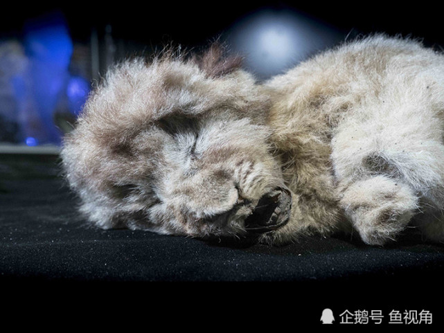 迄今唯一保存完好的两只洞狮,科学家:复活洞狮比猛犸