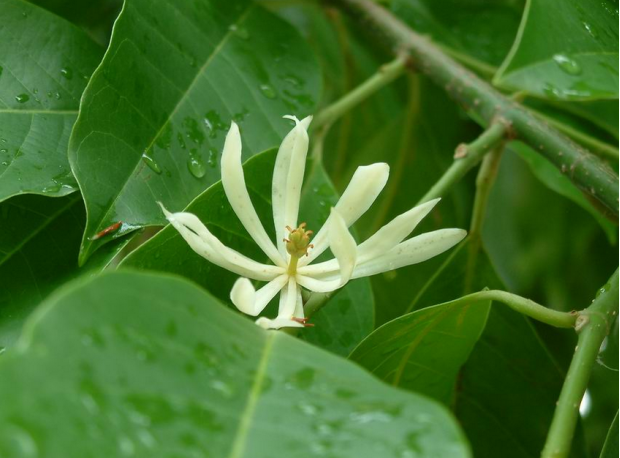 荒野维生野菜系列——白兰花