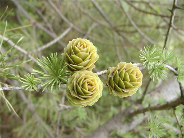 地球上最原始的"活化石"裸子植物,几乎从恐龙时代存活