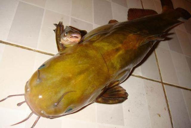 这种江里钓到的鱼,最大能长到4斤多,看着很像黄颡鱼