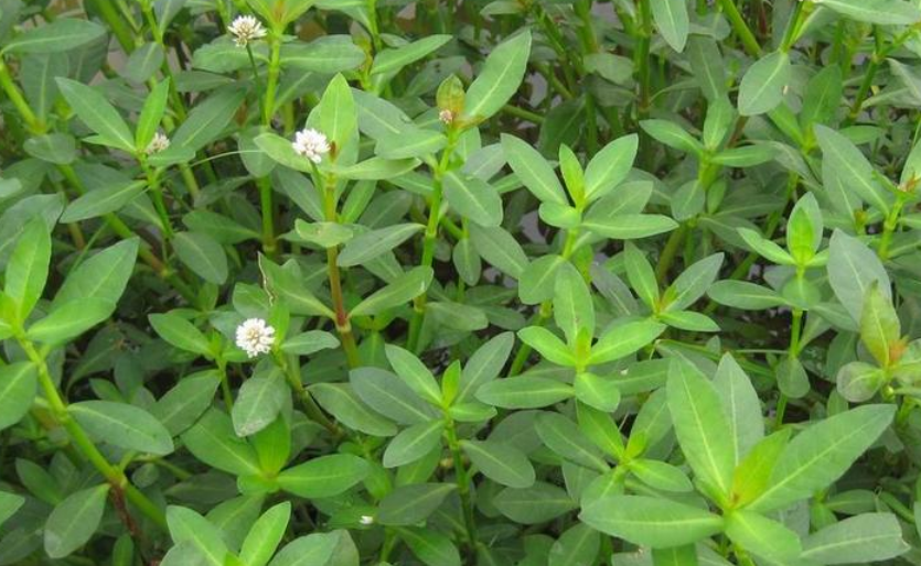 农民看到就铲除的野菜—花生草,能清热解毒,治疗脱发有奇效