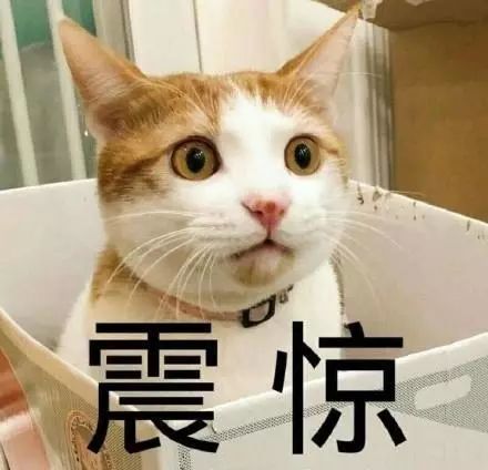 猫咪表情包:你看我像猪吗