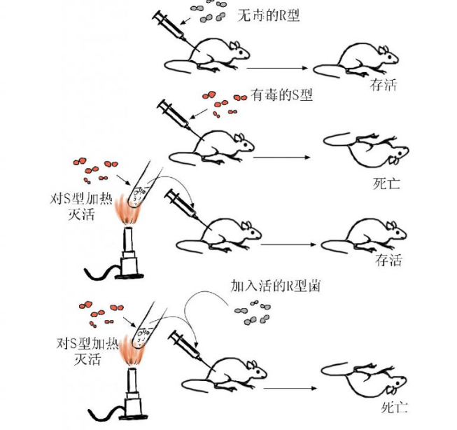 格里菲斯的肺炎双球菌转化实验