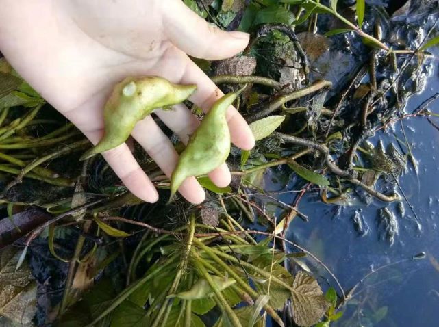 湖口池塘里的菱角熟了,大写的好吃!你还记得这味道吗?
