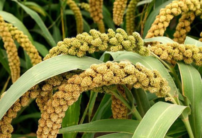 山西沁县一种特色农产品,种植面积达6万亩,农民收入近