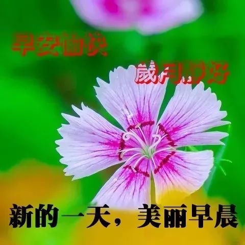 2022年1月30日非常漂亮的早安问候祝福语动态美图最美早晨好问候图片