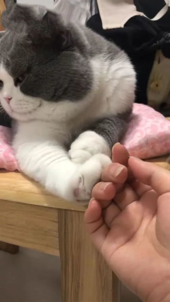 铲屎官想摸猫时,惨遭拒绝,猫:请别摸我