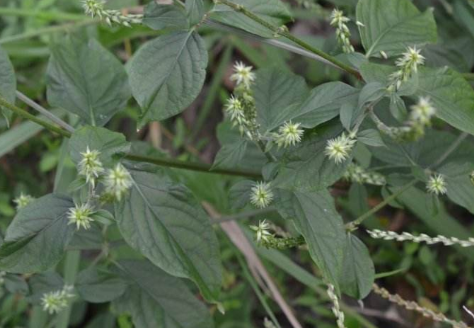 农村一种常见的"跌打"草药,根茎肿起像膝盖,有没有认识的?