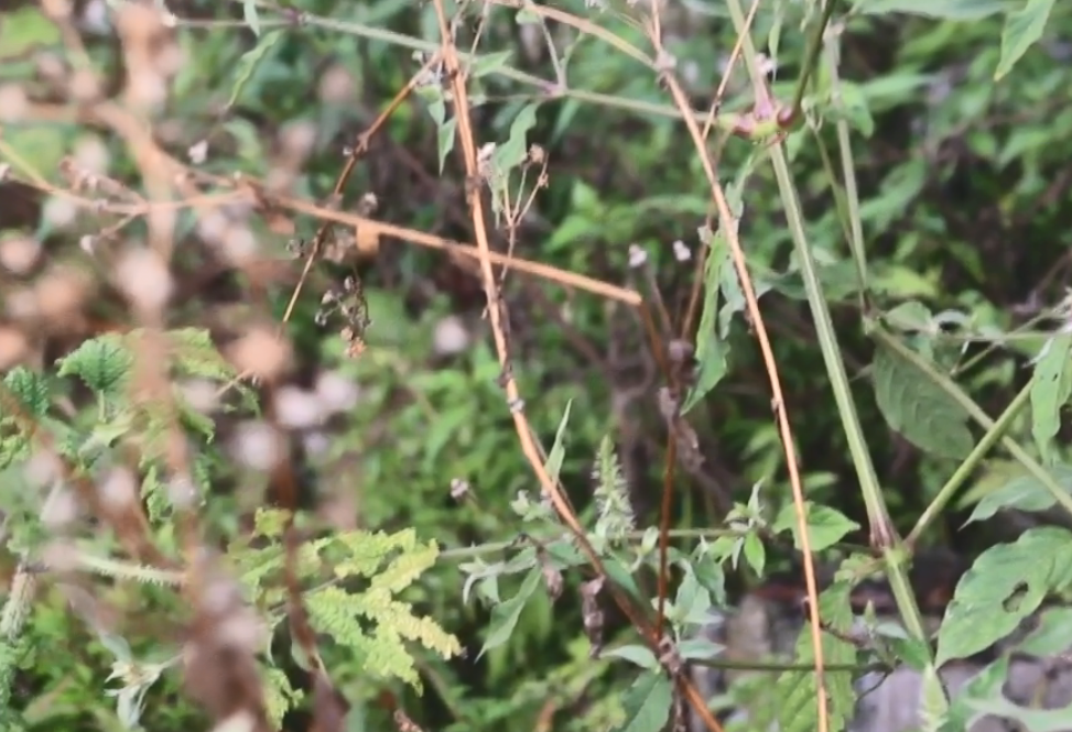 农村一种常见的"跌打"草药,根茎肿起像膝盖,有没有认识的?