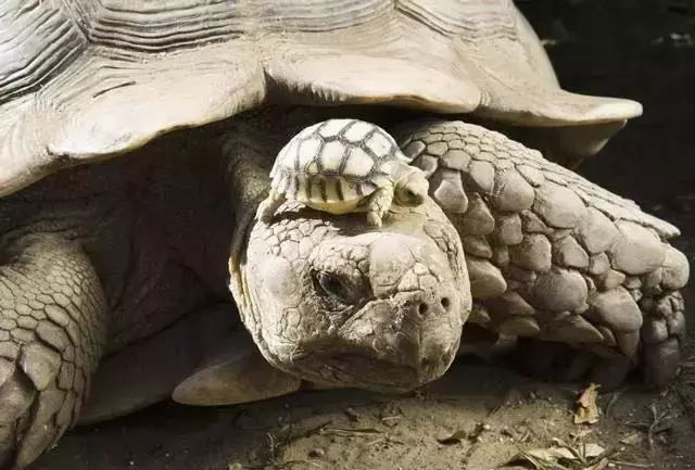 15. 乌龟妈妈已经150多岁了,而它的孩子才刚满5岁