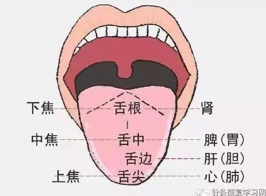 最全舌诊图解!中医教你6大方法,看舌头懂健康,收藏备用!