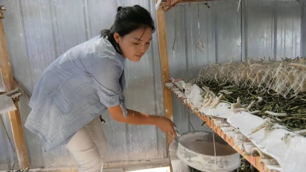 开荒拓土,栽种桑树苗,同时四处考察学习,自己动手修建了养蚕房和蚕种