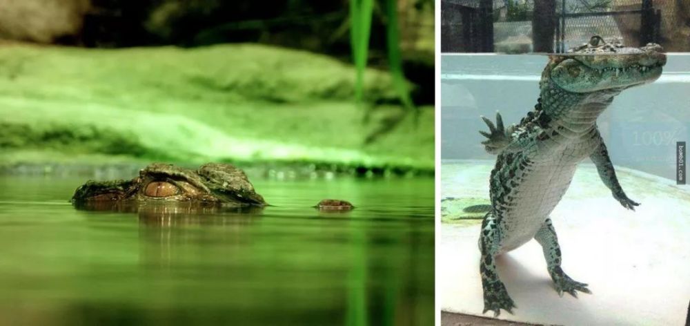 鳄鱼的经典形象是浮在水面上露出半个脑袋,一看就非常邪恶.