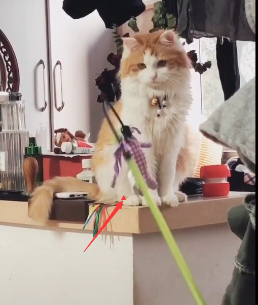 贵族布偶猫爱上了流浪橘猫看了他们生的孩子颜值让网友炸锅