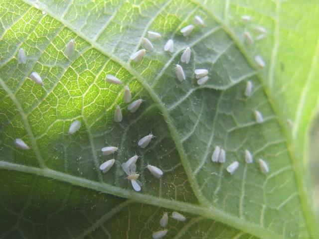 温室辣椒白粉虱反复发生找准原因灵活用药才能彻底解决