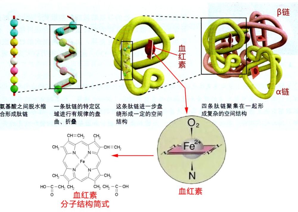 血红蛋白与血红素