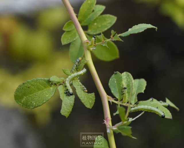 它叶子上的小虫们我反而认识,蔷薇叶蜂.