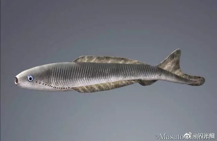 世界最后的无颌鱼,有着与众不同的生存之技