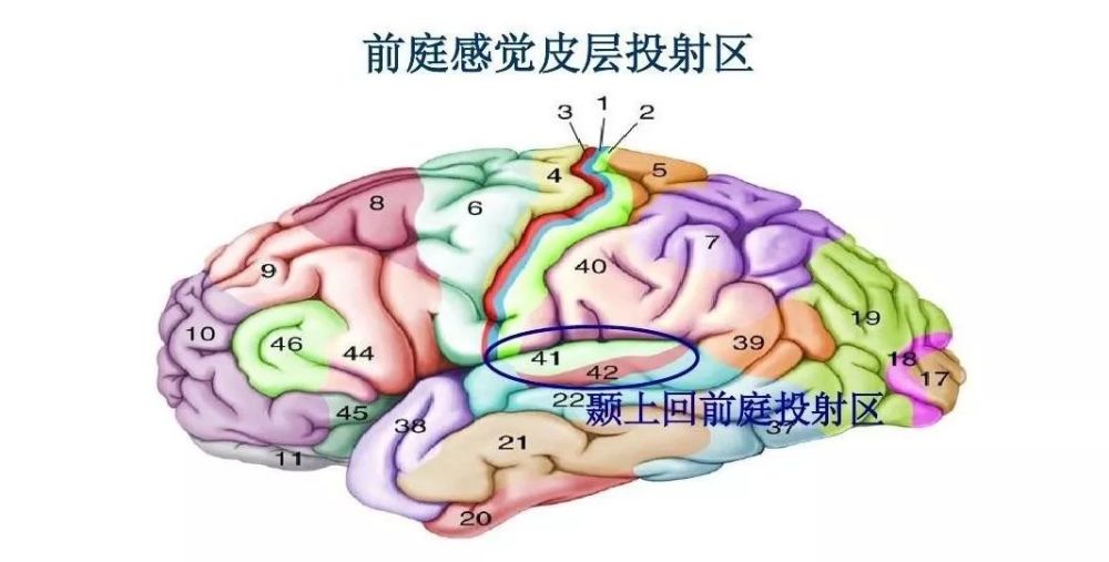 例如,有人喜欢过山车,有人却觉得恐惧万分,这就是大脑对于 前庭