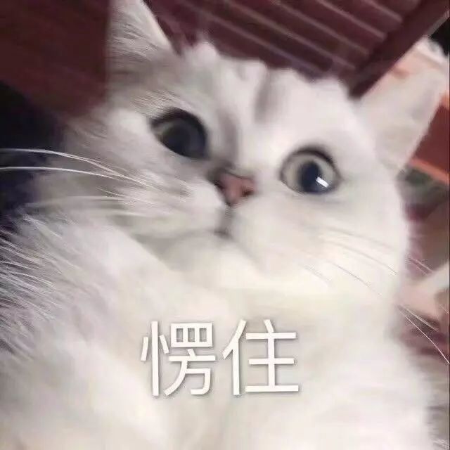 猫咪表情包:哥哥,出来玩吗