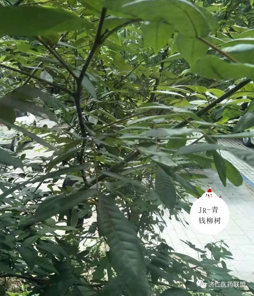熊猫树 摇钱树 青钱柳 降压降糖钱柳茶