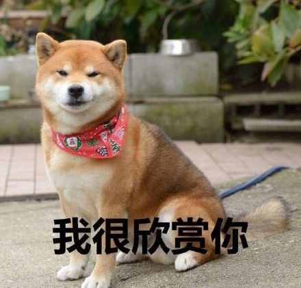 表情|| 沙雕柴犬表情包
