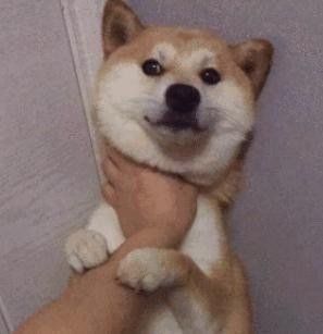 表情|| 沙雕柴犬表情包