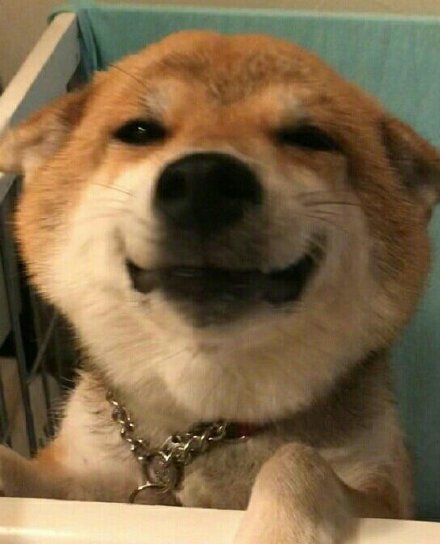 表情 沙雕柴犬表情包