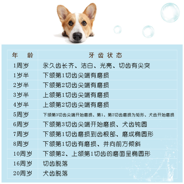 满月犬不足月一,牙齿判断:判断狗狗年龄一般我们会根据它的外貌和