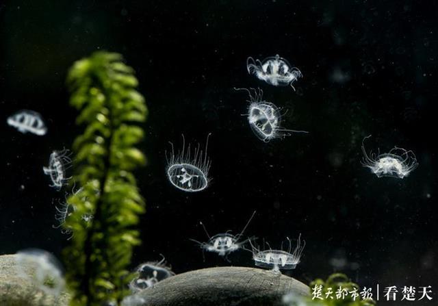 漳河水库发现索氏桃花水母号称水中大熊猫