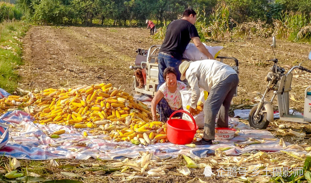 皖北农村秋收机械化收割秸秆还田农民晒秋粮场景丰收壮观